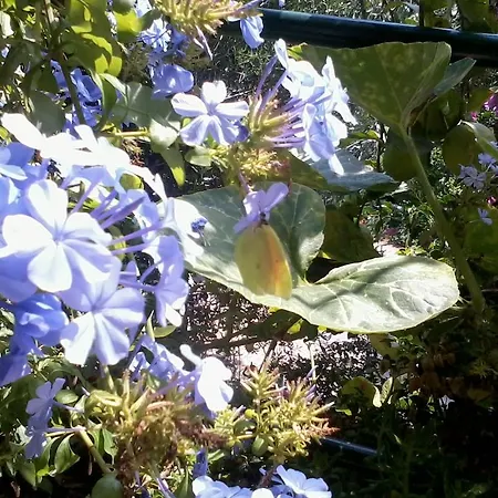 דירה Butterfly Appartments