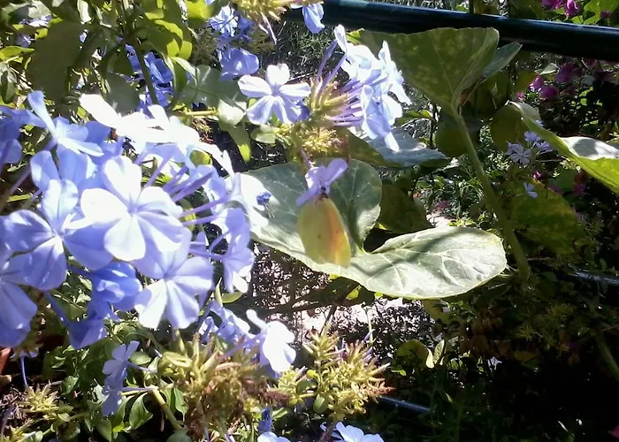 アパート Butterfly Appartments